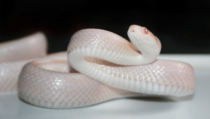 funny names for snakes