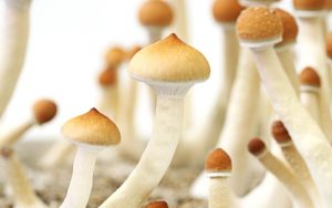Buy magic mushrooms Calgary