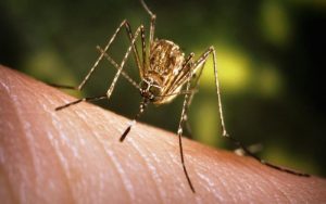Comprehensive Guide to Mosquito and Rodent Control in Bakersfield, CA