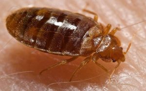 Why Pests Keep Returning and What You Can Do About It