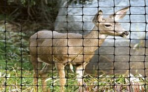 Deer Fence