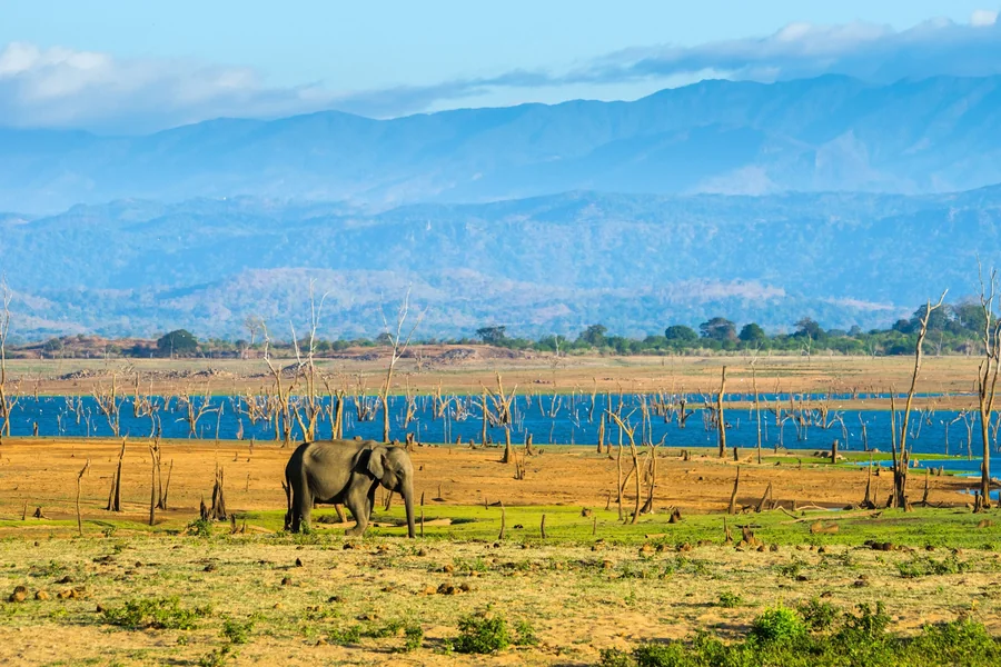 Is Yala Worth It? What No One Tells You About Sri Lanka’s Most Famous Park