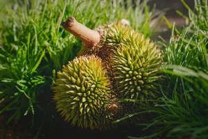 Premium Durian Delivery in Singapore Fresh, Fast & Convenient Service