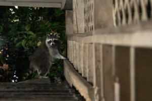 urban wildlife habitat