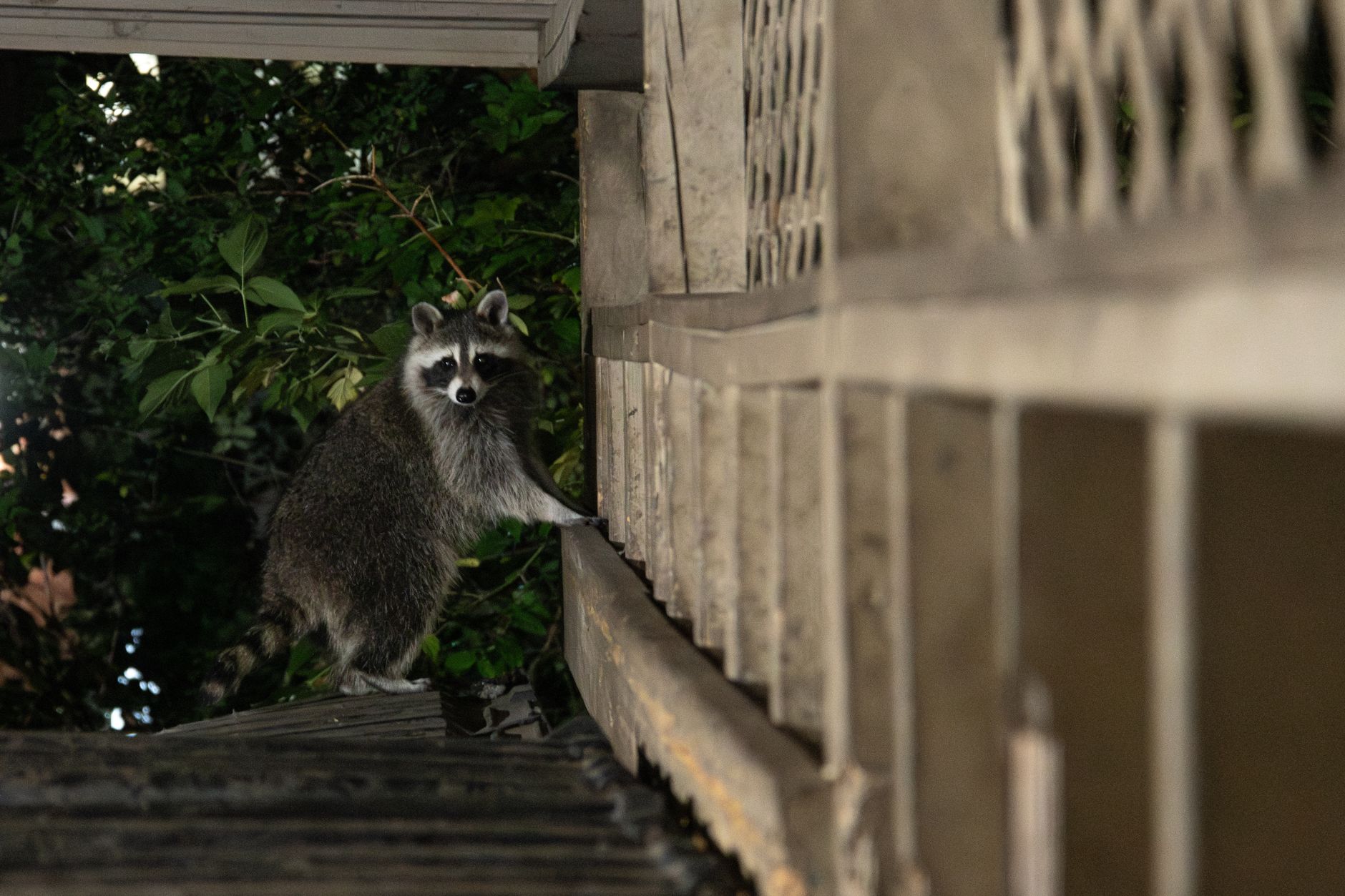 urban wildlife habitat